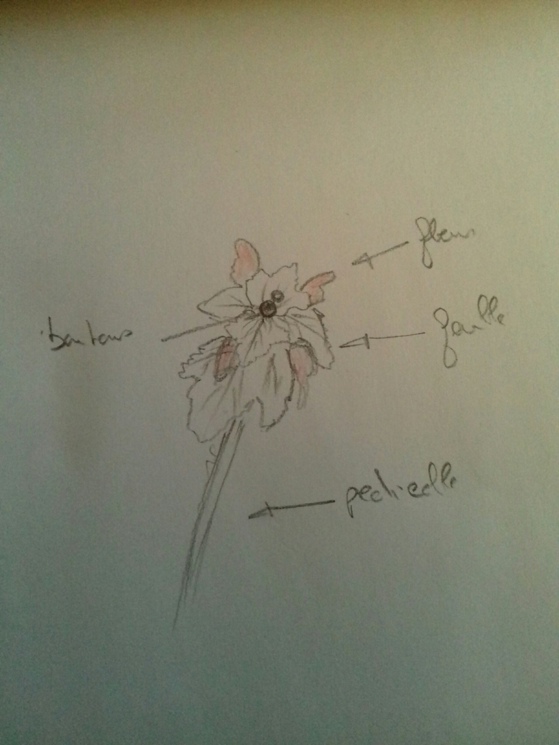 Annexe 20180513_190001_resized.jpg