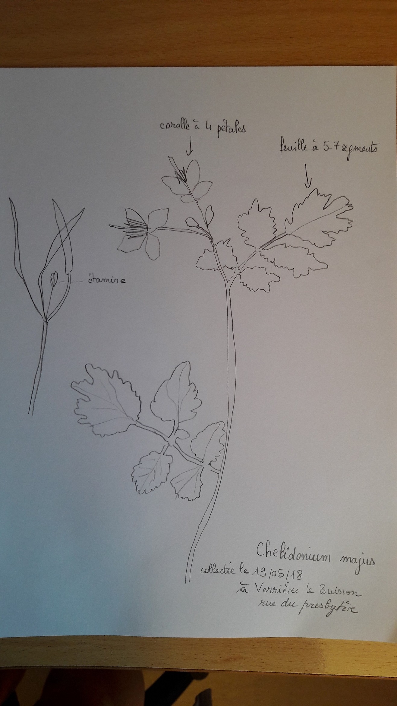 Annexe grande chelidoine.jpg