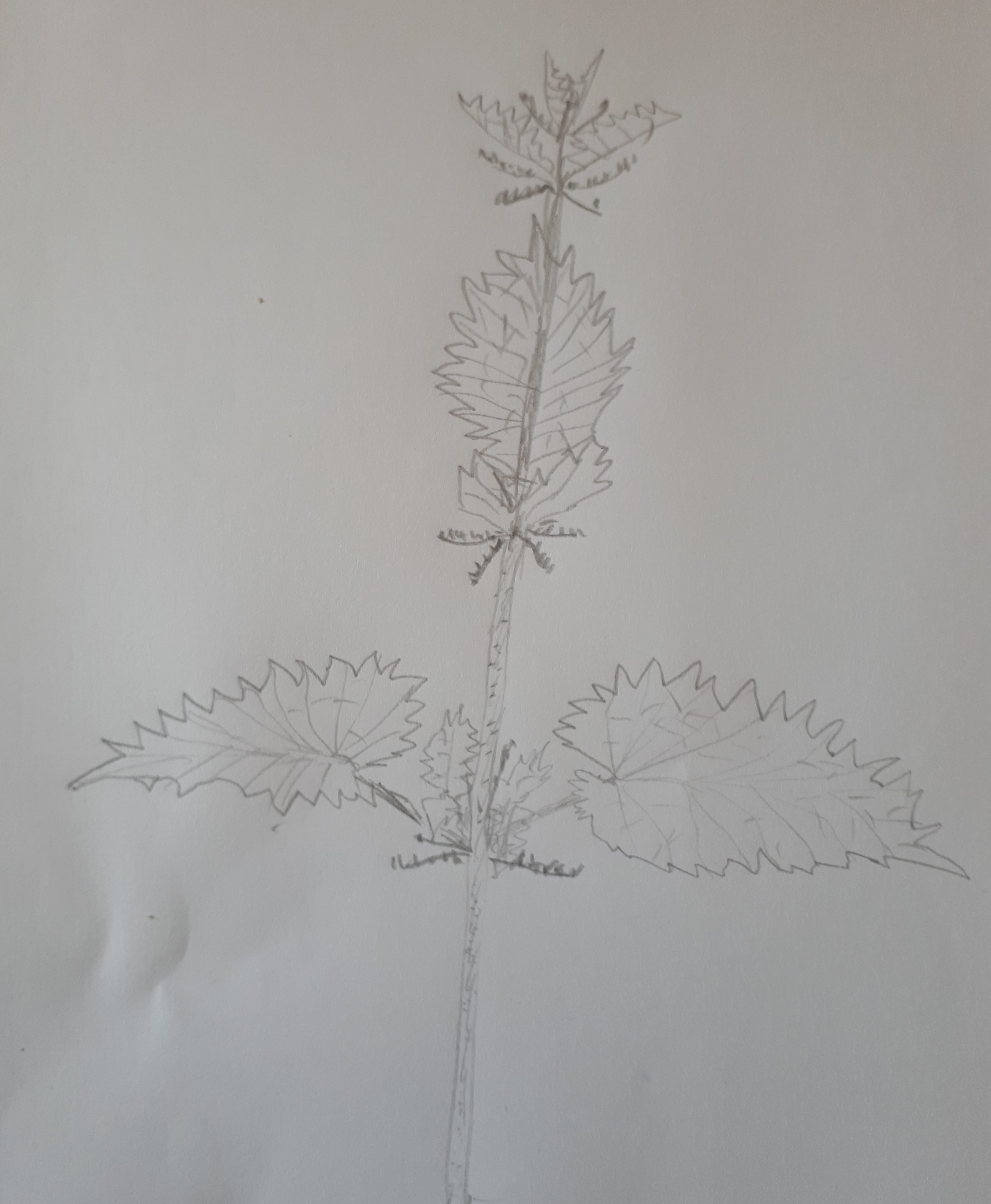 Annexe urtica dioica.jpg