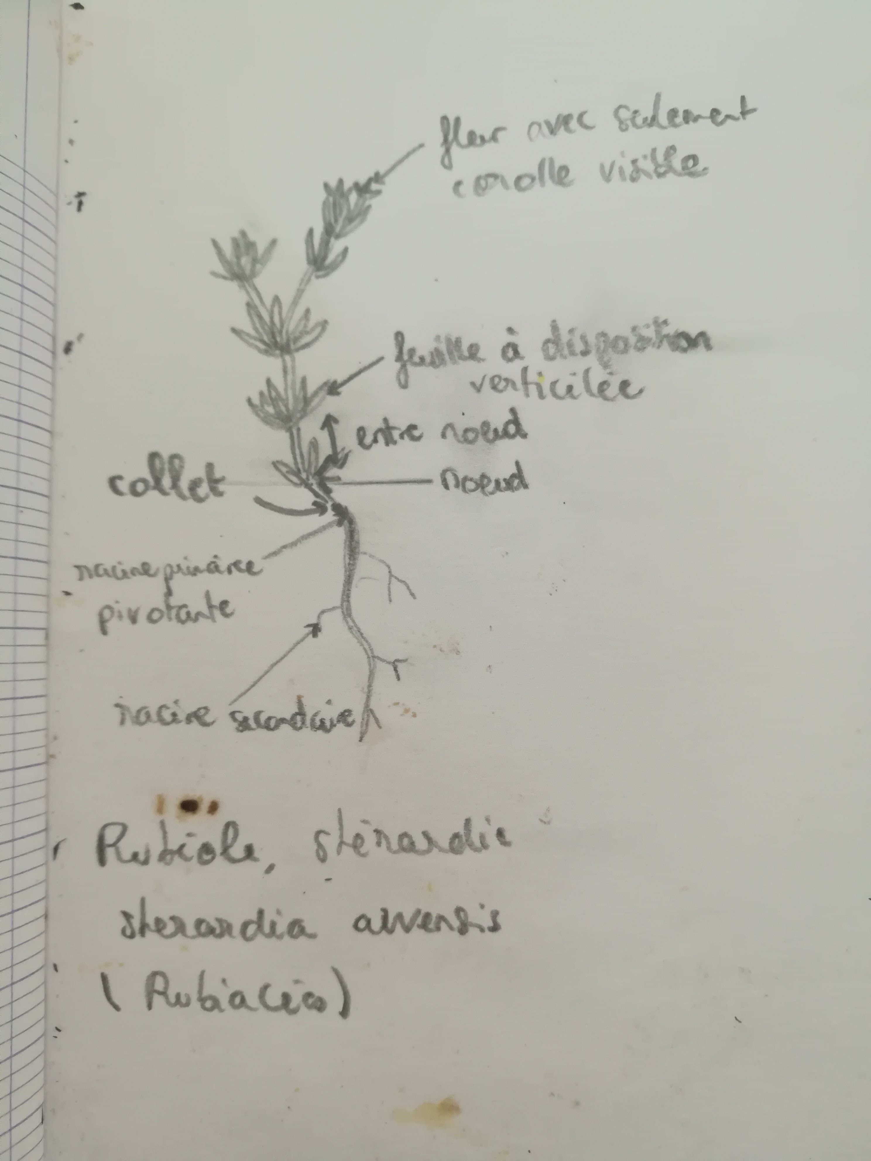 Annexe Dessin plante.jpg