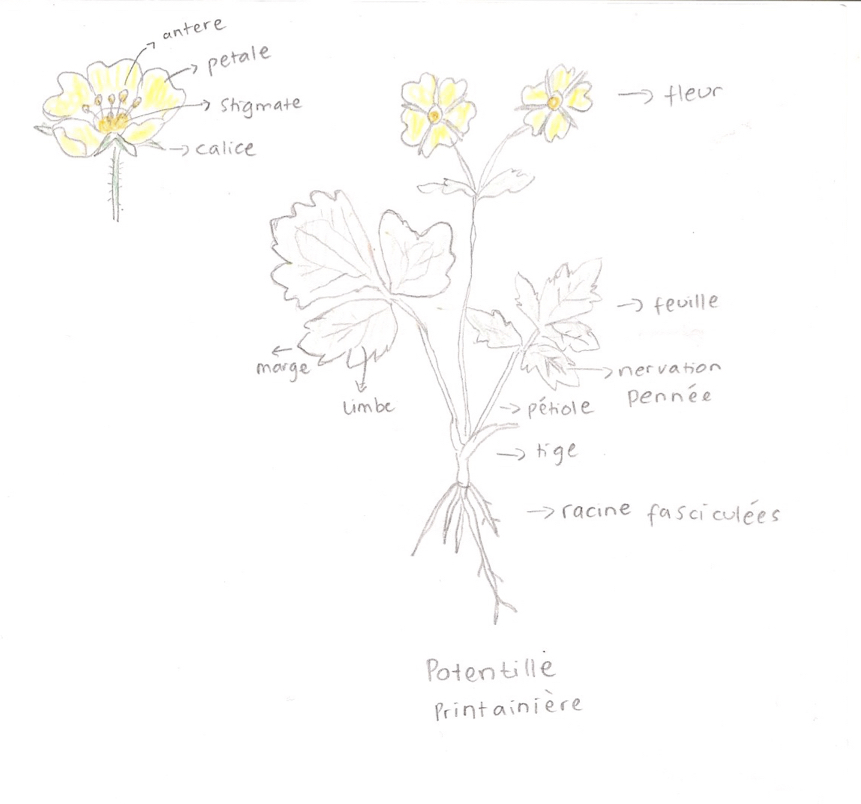 Potentille Printainiére