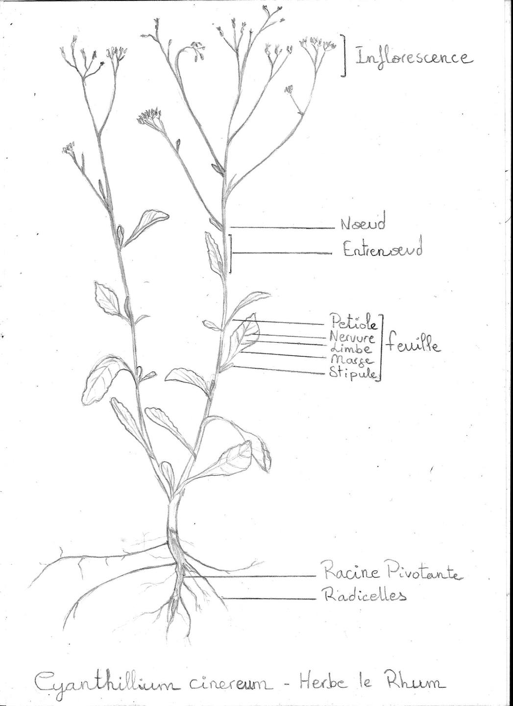 Cyanthillium cinereum