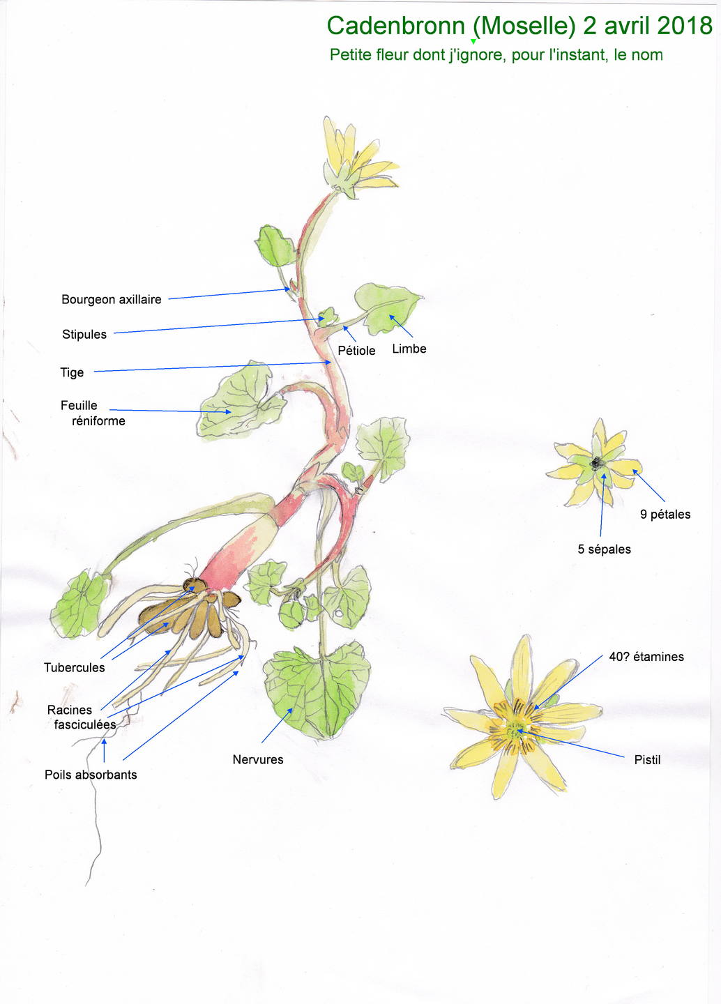 Petite fleur jaune qui pousse près du noyer