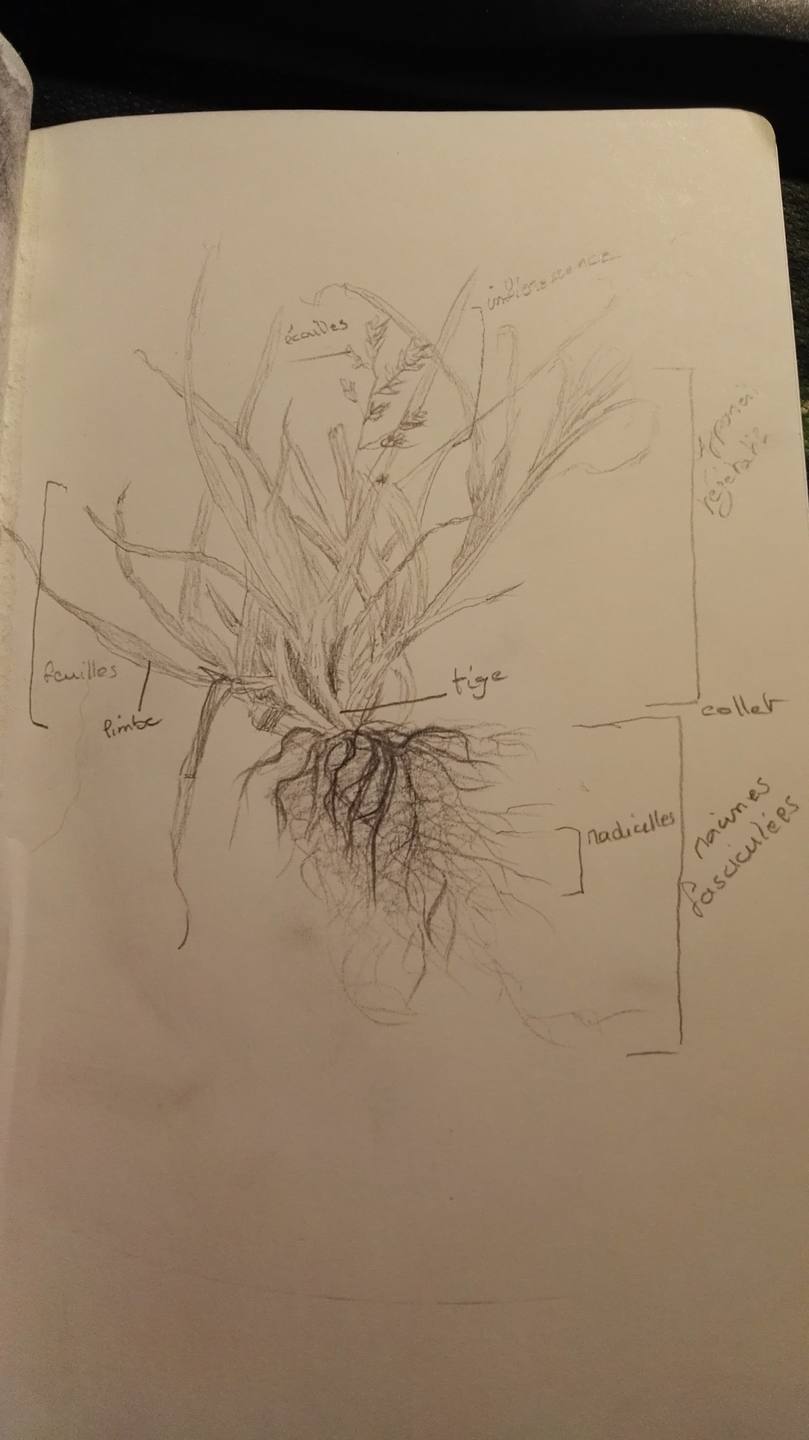 pâturin des prés (Poa pratensis)
