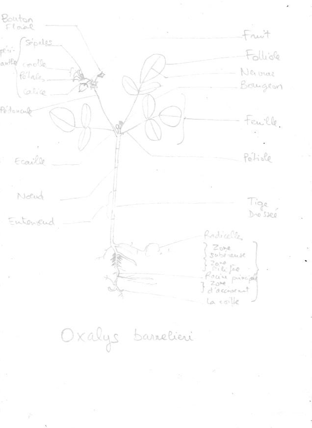 Oxalis barrelieri - dessin