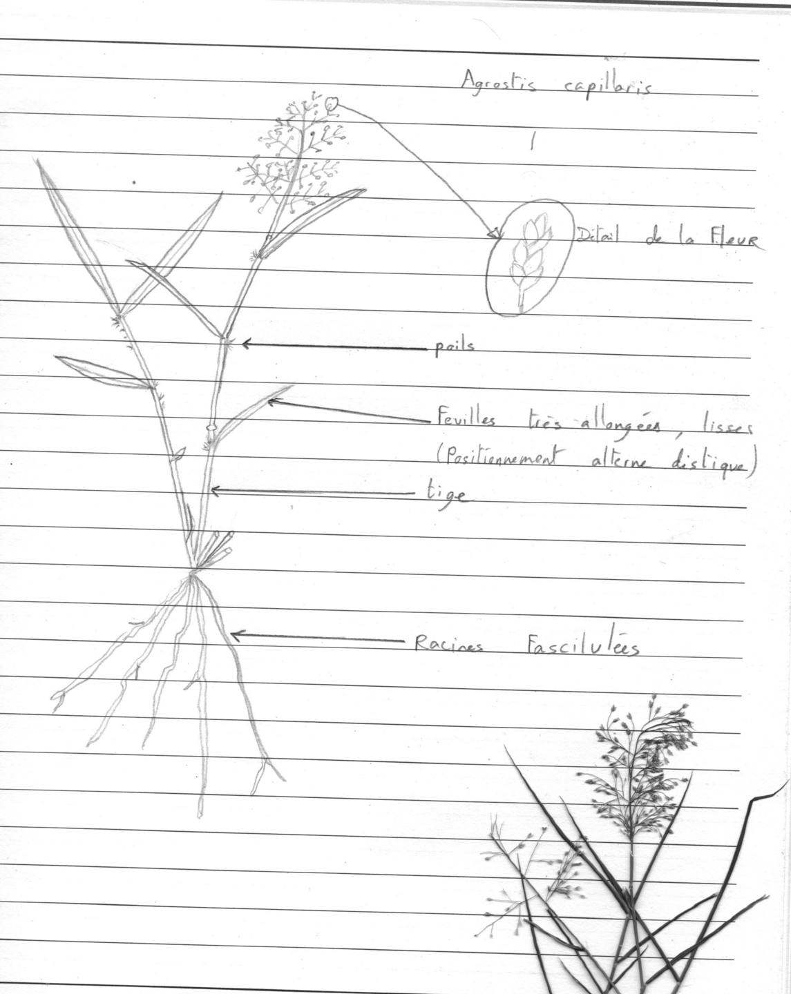 Dessin_graminee