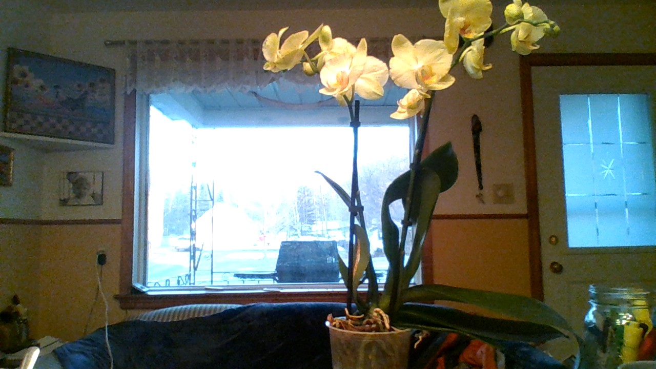 PHOTO ORCHIDEE