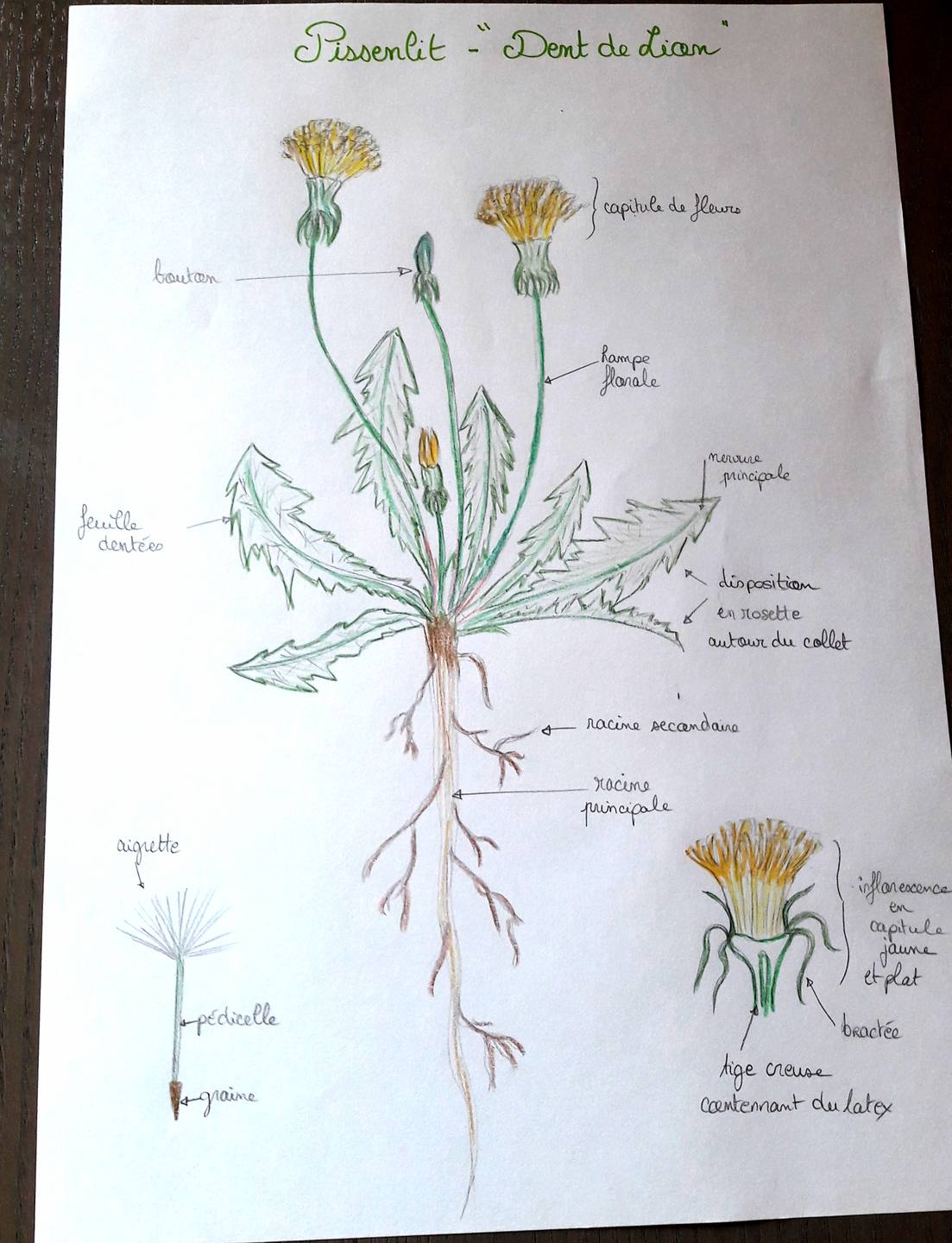 pissenlit