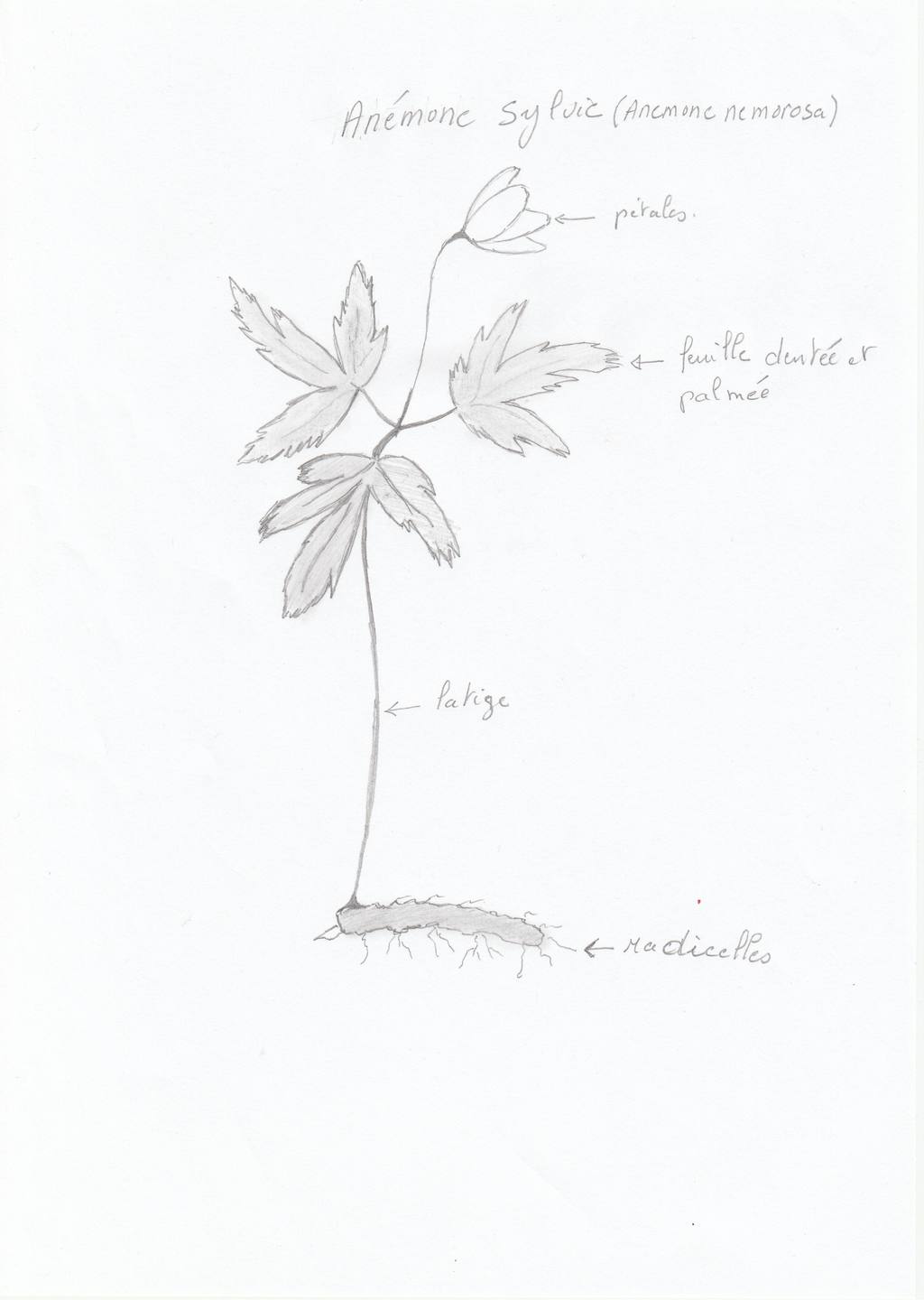 dessin d'une anémone