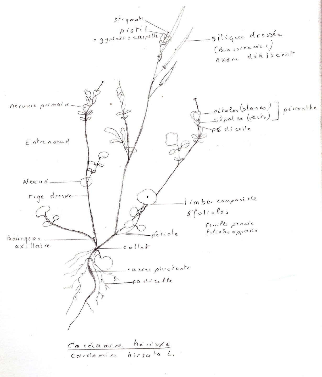 dessin de cardamine hérissée