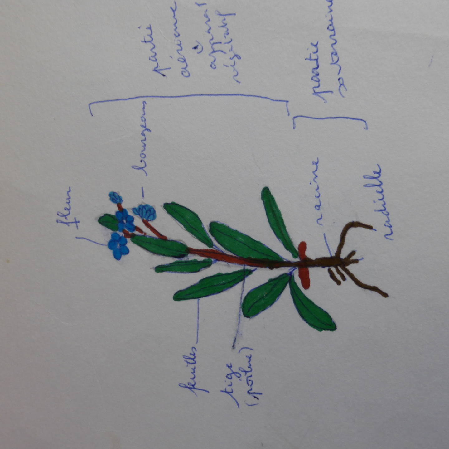 essai de dessin de plante