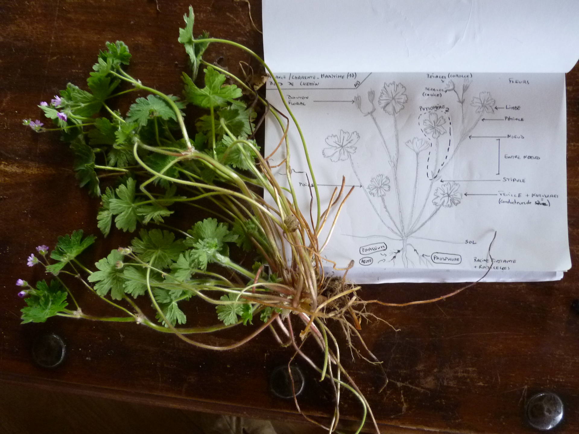 Dessin et échantillon de Geranium sp