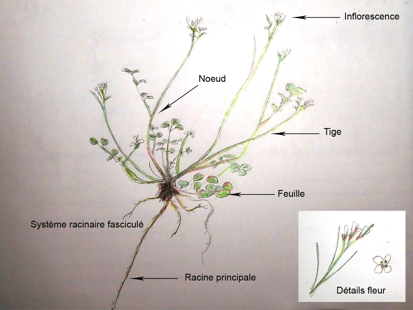 Dessin de Cardamine hirsute