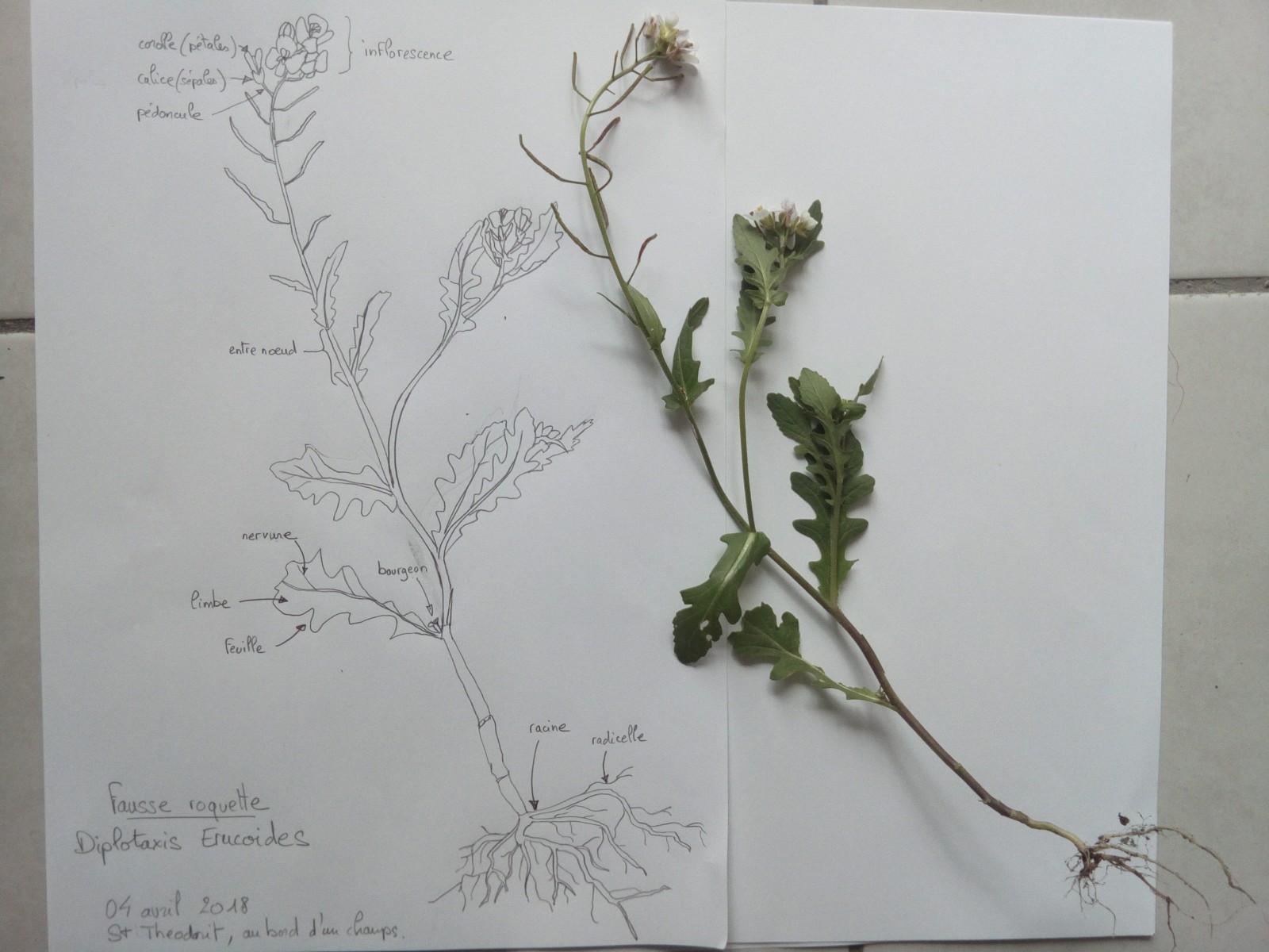 fausse roquette - dessin