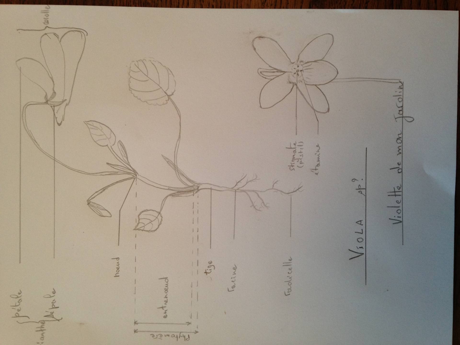 schéma de violette
