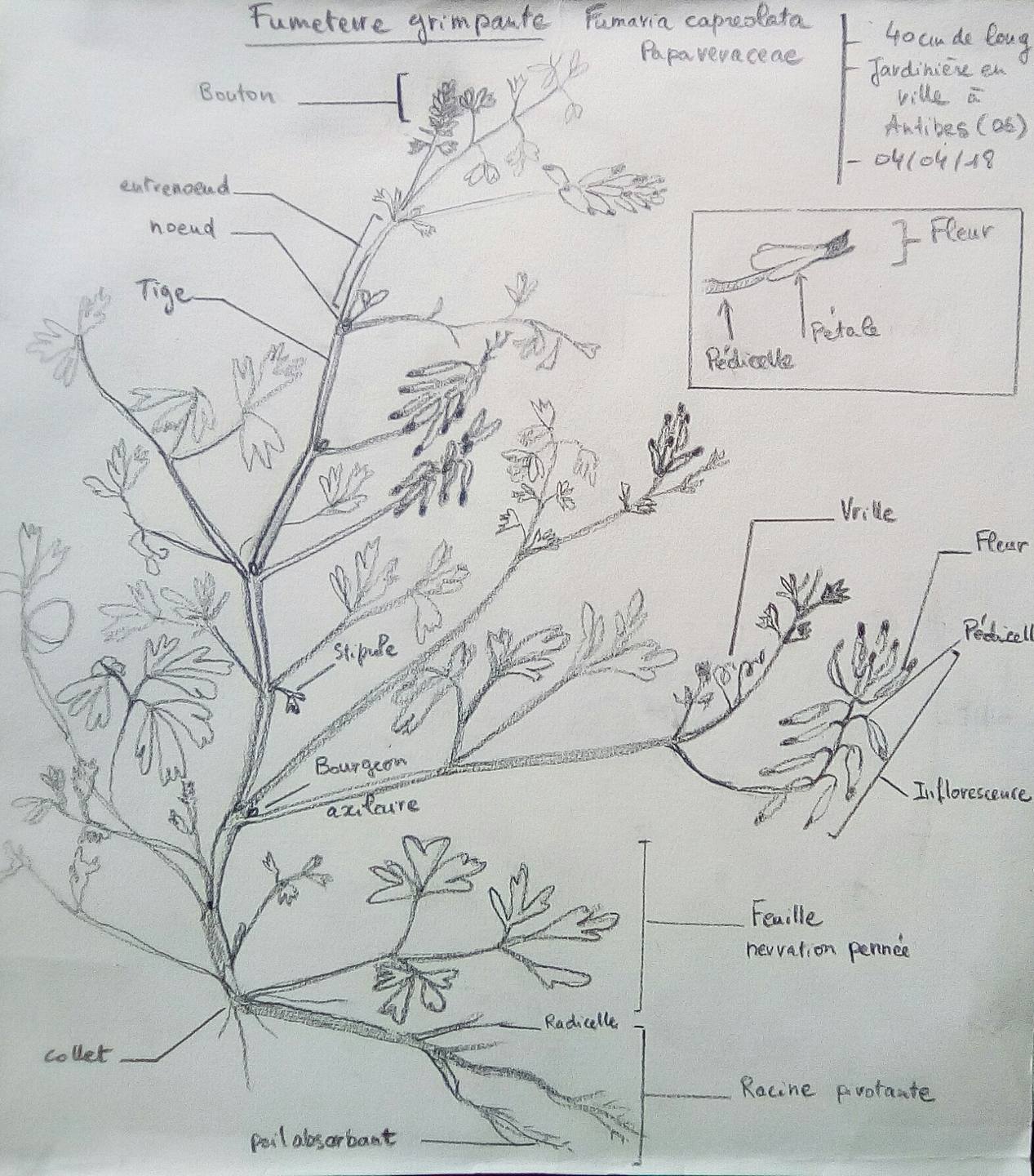 schéma d'une fumeterre grimpante