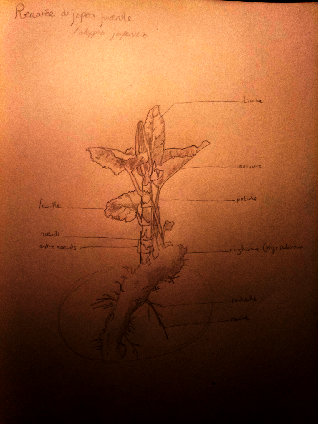 Dessin d'une jeune pousse de renouée du japon