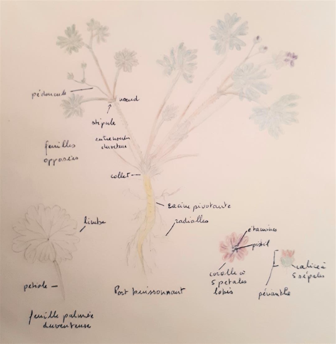 tout petit géranium de la rue en bord de trottoir