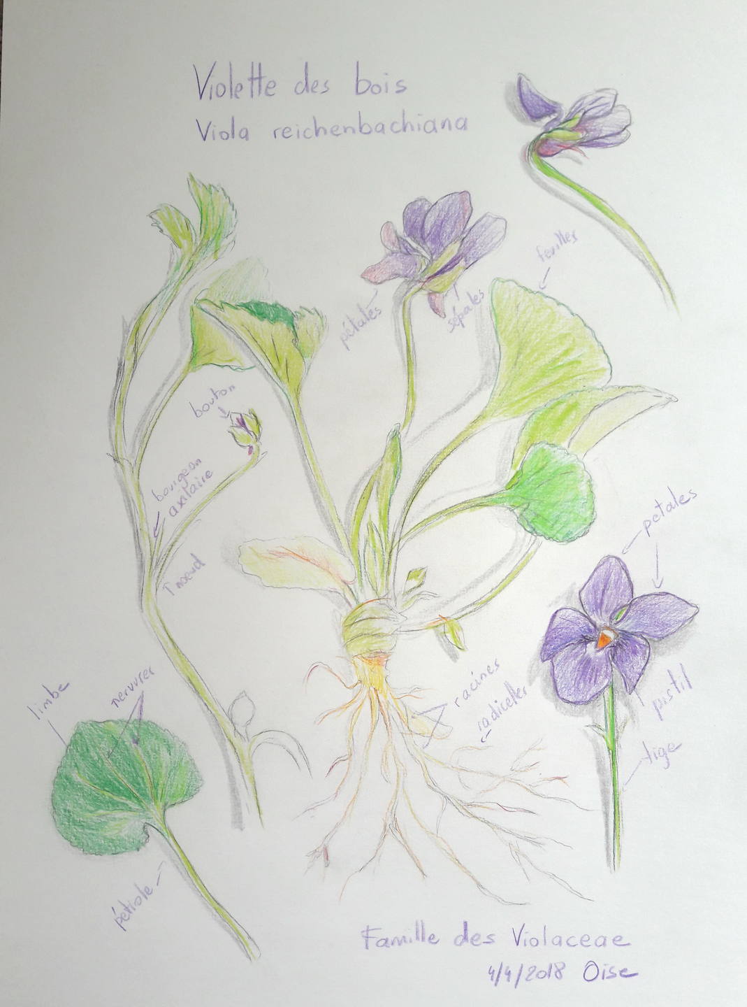 viola reichenbachiana