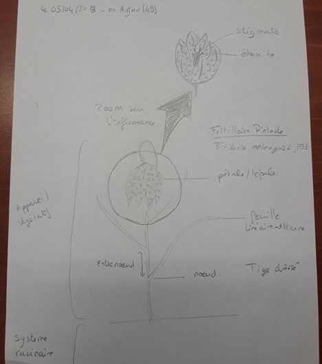 Fritillaire pintade : plante inféodée aux pairies humides