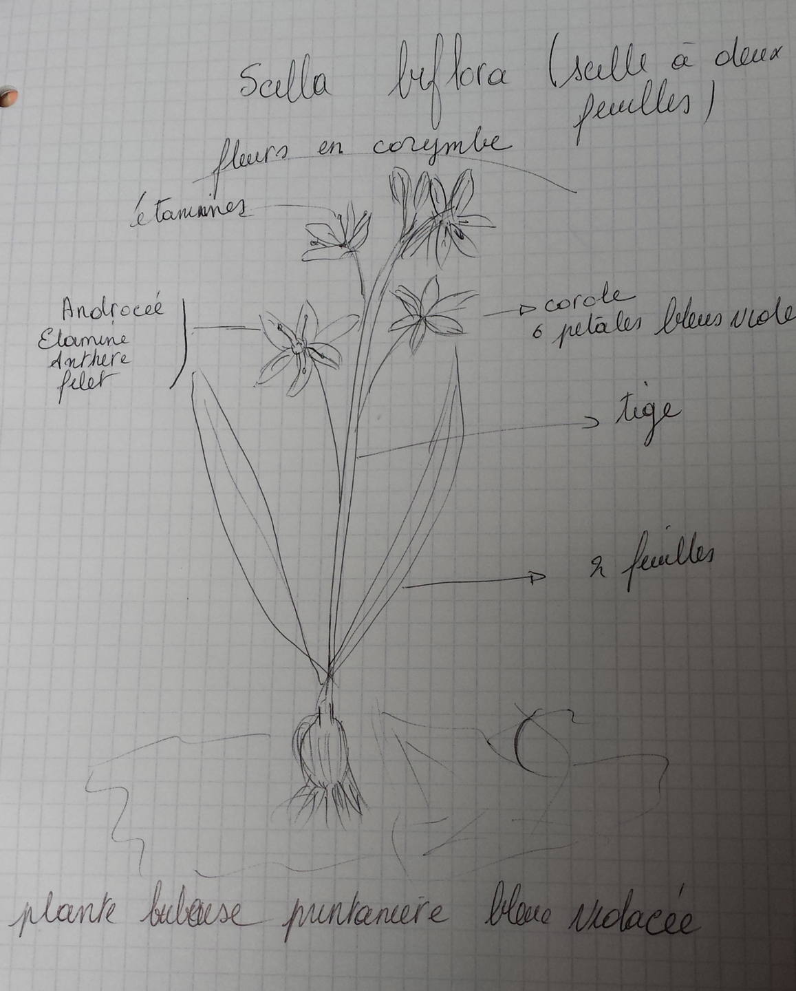 scillia biffloloia plante bleur viloacée des sous bois