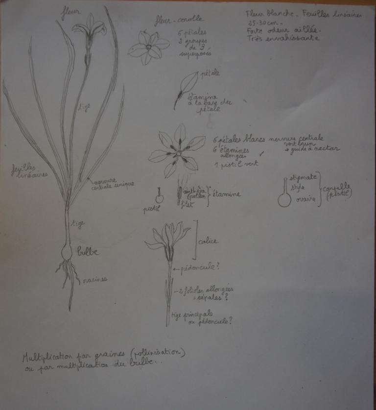lilacée à fleurs blanches. Plante à bulbe