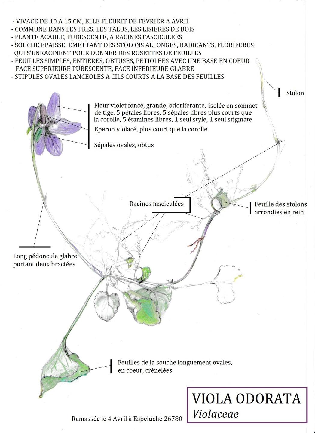 pied de violette odorante