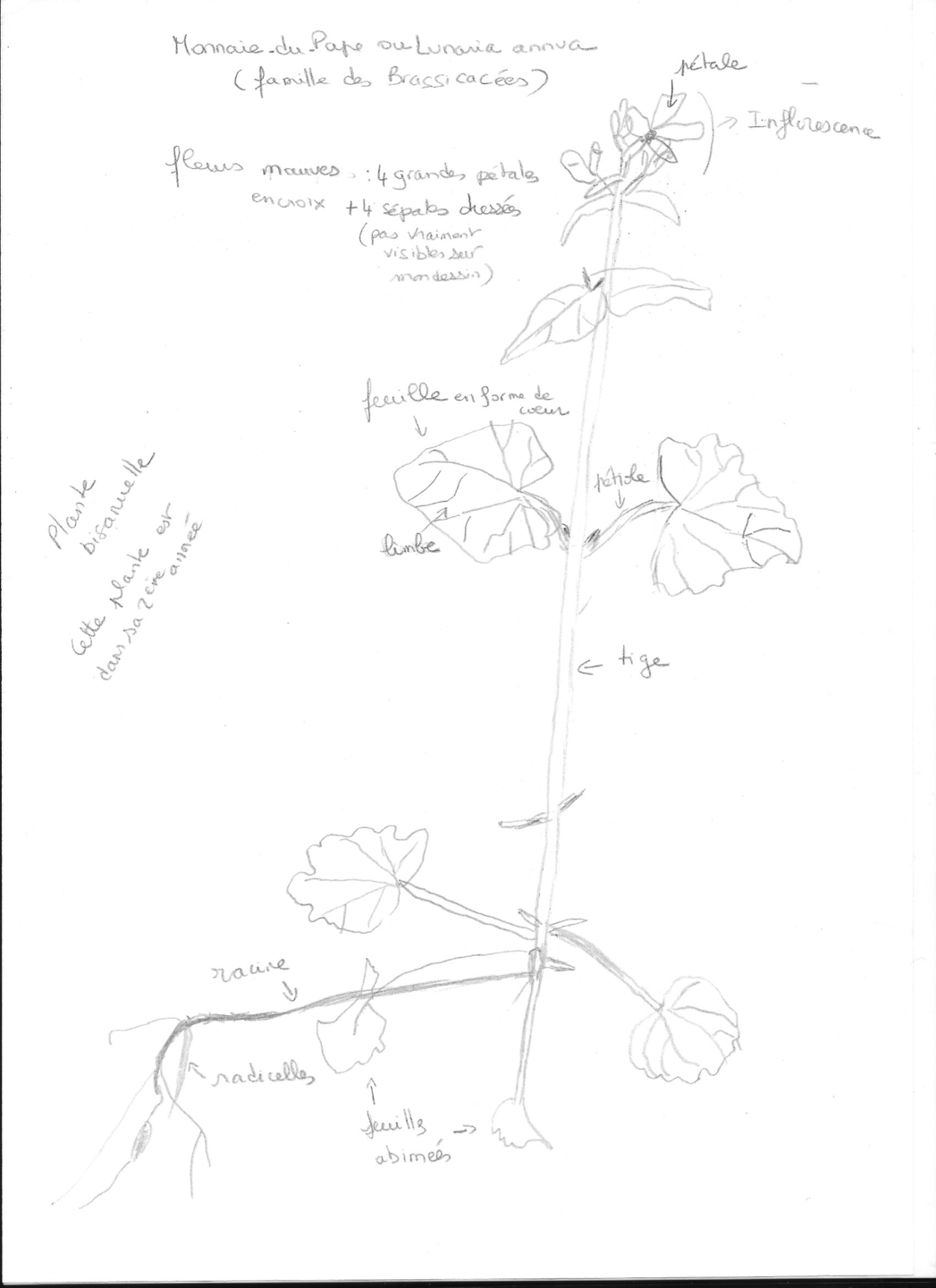 Dessin d'une Monnaie-du-Pape en fleurs