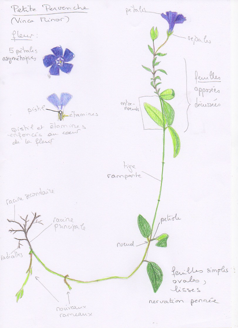 dessin de pervenche (vinca minor)