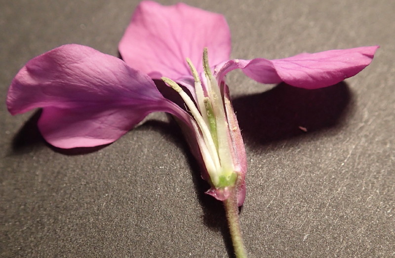 La fleur a été fendue de façon à pouvoir examiner l'intérieur et voir les étamines et le pistil.