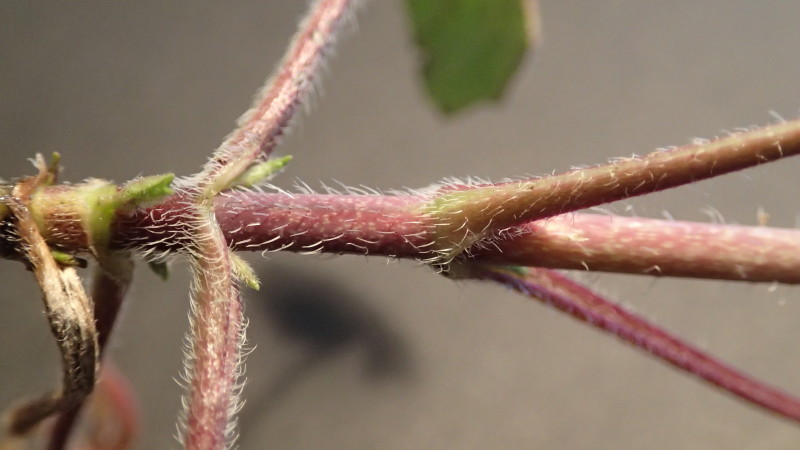 Bourgeons axillaires verts à la racine des pétioles des feuilles opposées décussées. Tige et pétioles sont rougeatres et velus.