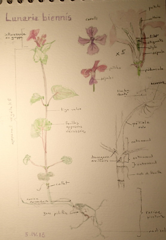 Dessin de la plante entière et des détails de la fleur et des feuilles