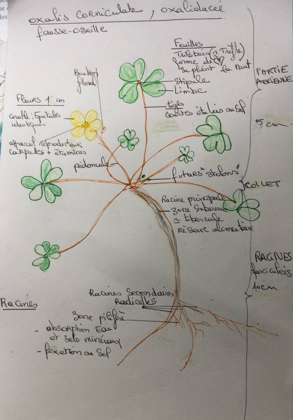 Dessin d’oxalis corniculata