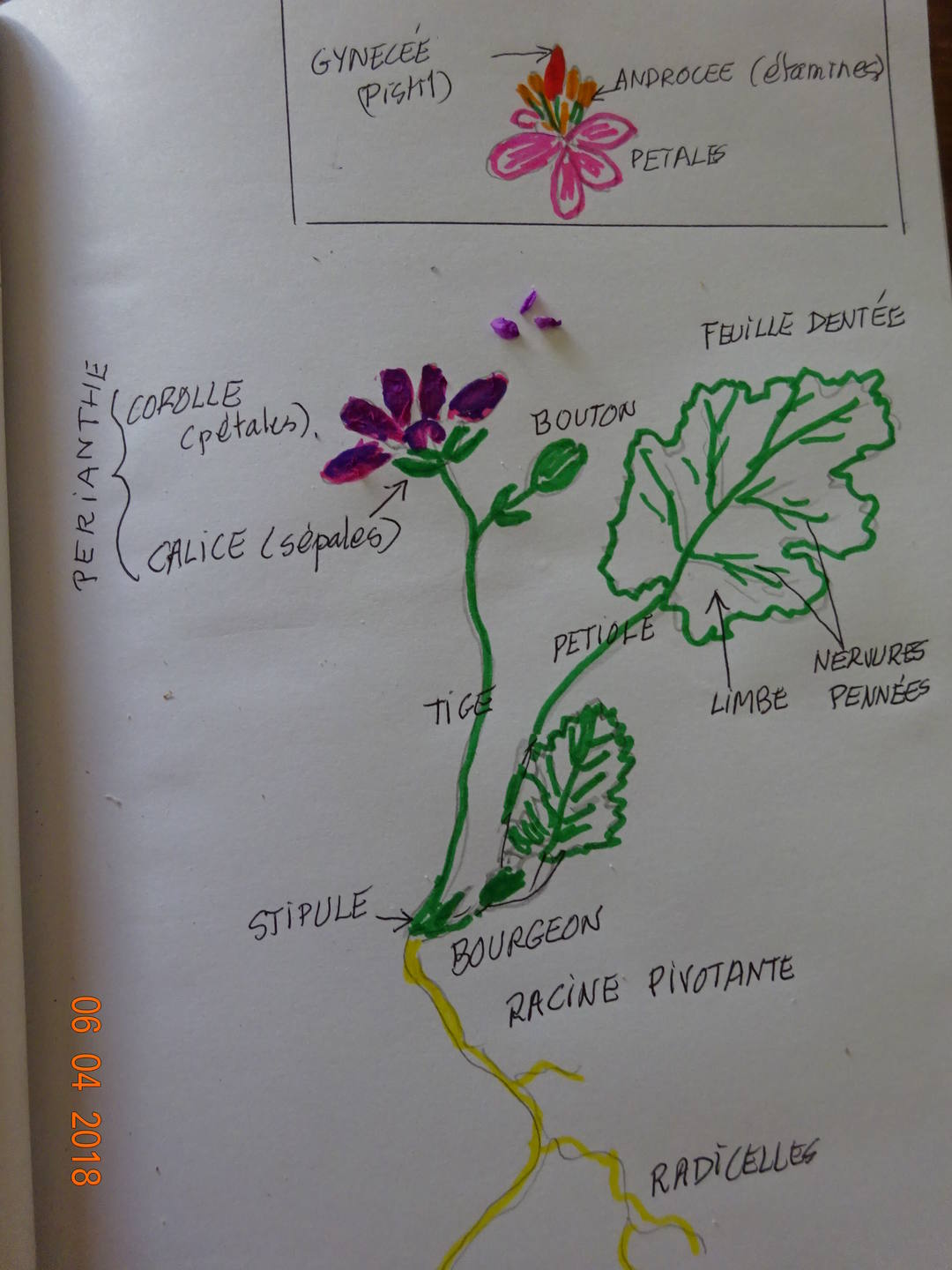 dessin de petite fleur rose trouvée dans un terrain vague