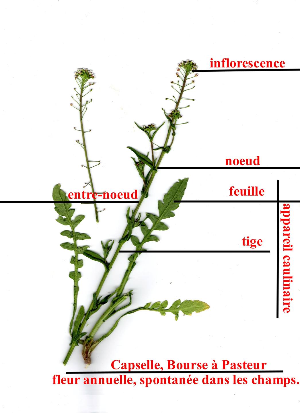 Capselle ou Bourse à Pasteur