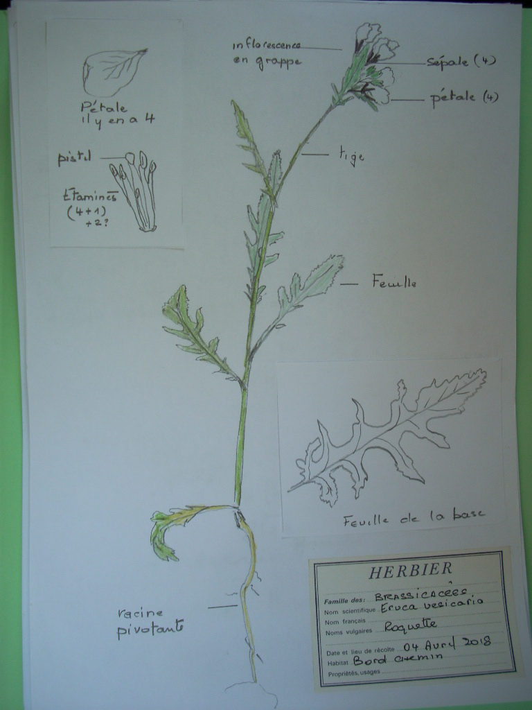 Eruca vesicaria dessin