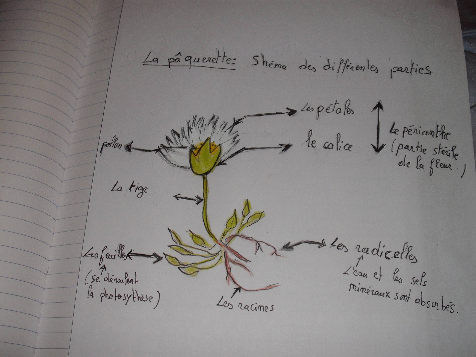 Shéma des différentes parties de la pâquerette