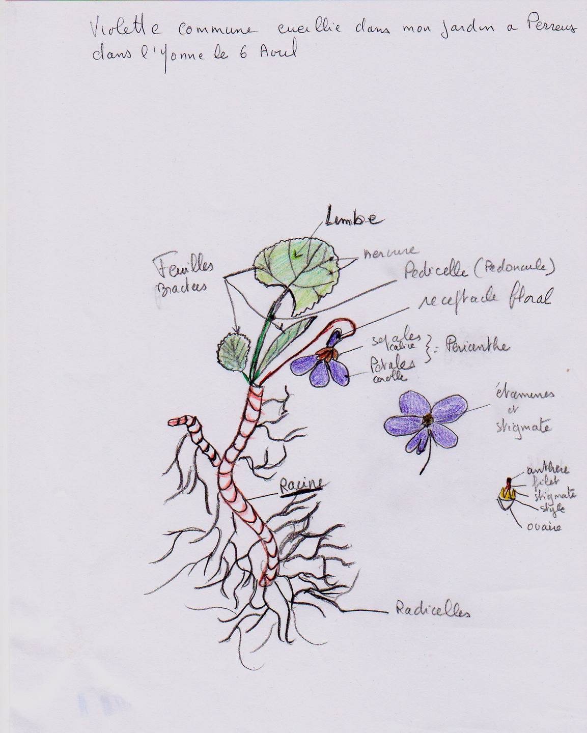 Dessin de violette odorante