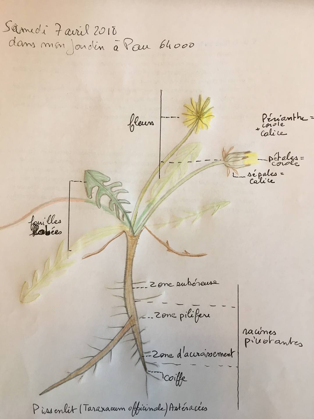dessin du pissenlit Quid de la tige???