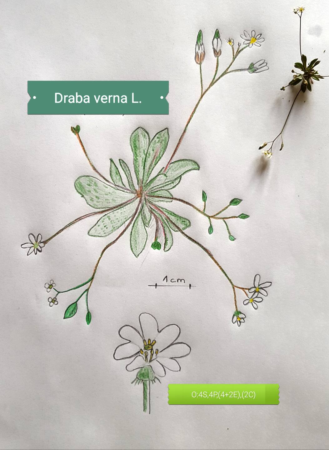 Draba verna