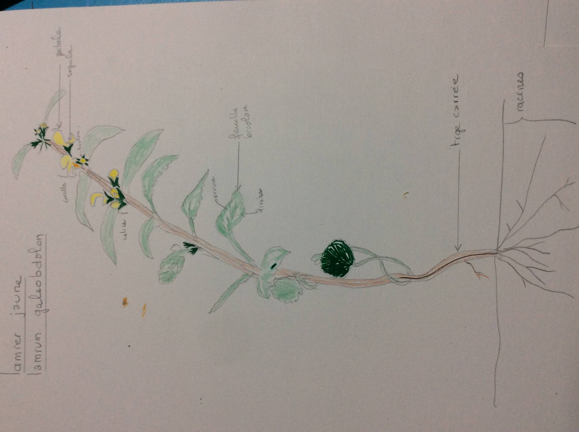 Plante à tige carrée avec feuilles vertes avec taches blanches. Le calice comporte 5 sépales , les pétales sont jaunes