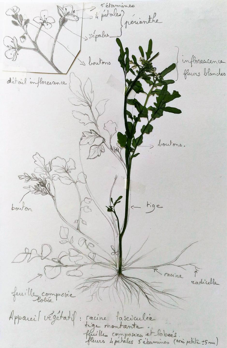 dessin d'une cardamine augmenté d'une partie photographiée