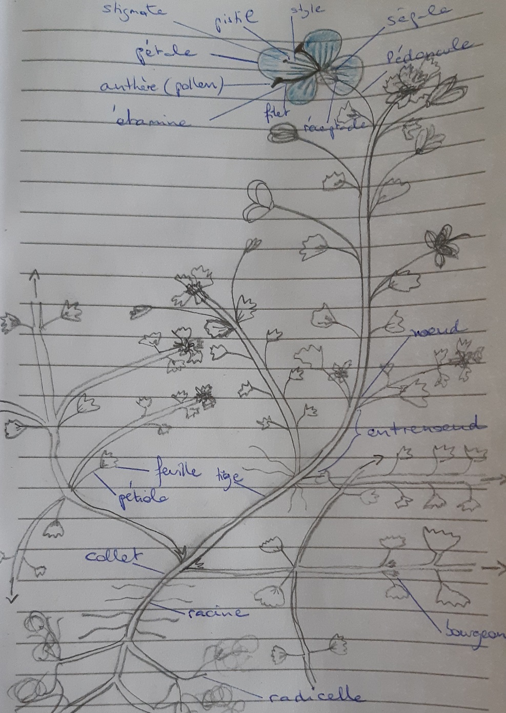 Dessin de véronique commune légendé