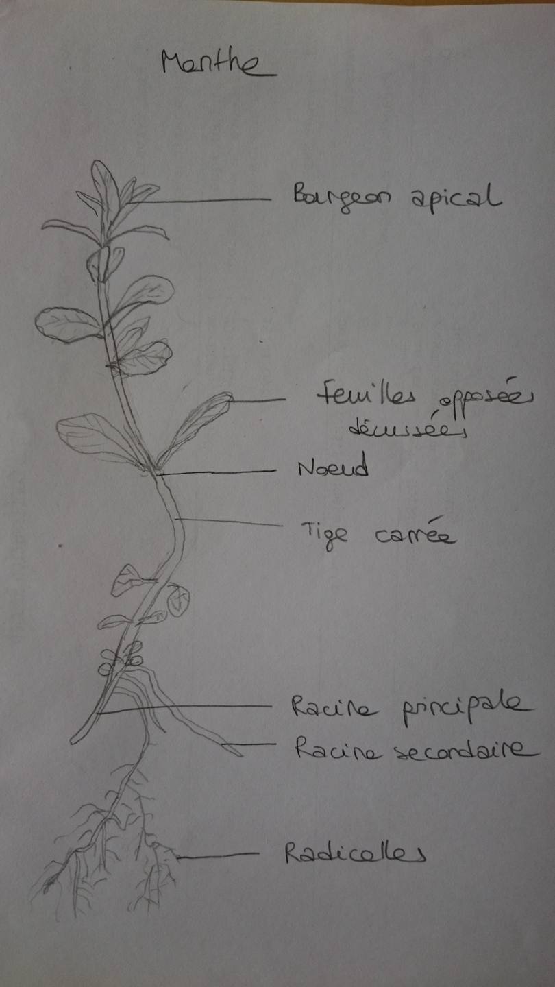 Dessin Menthe