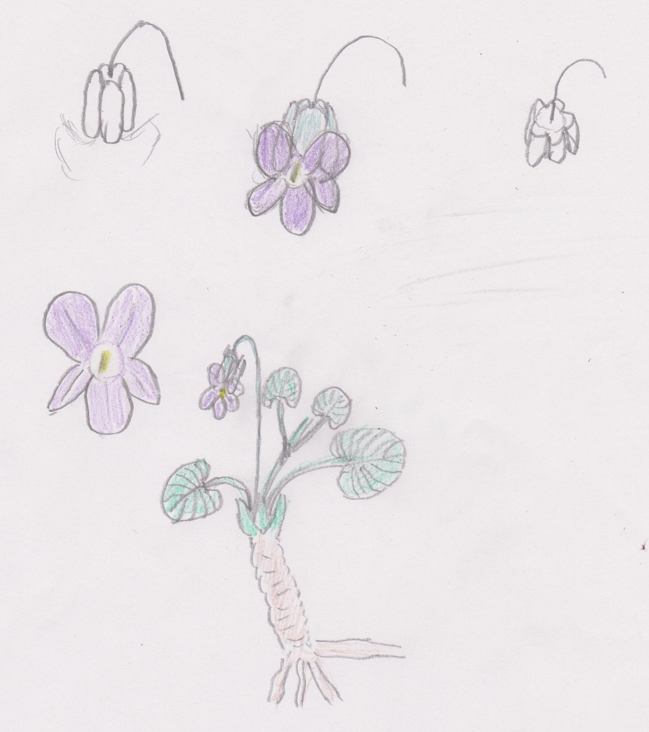 viola-odorata-dessin