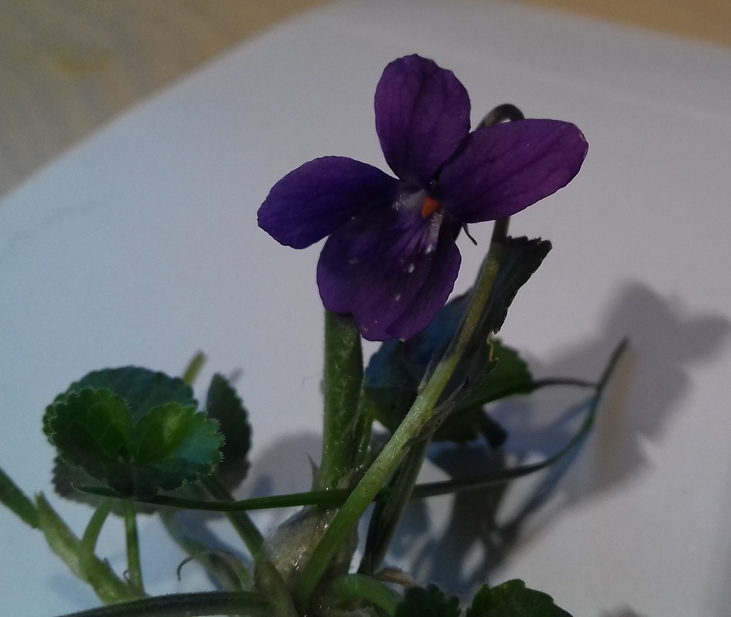 viola-odorata-photo2