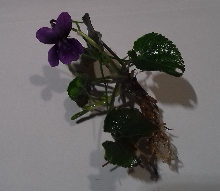 viola-odorata-photo