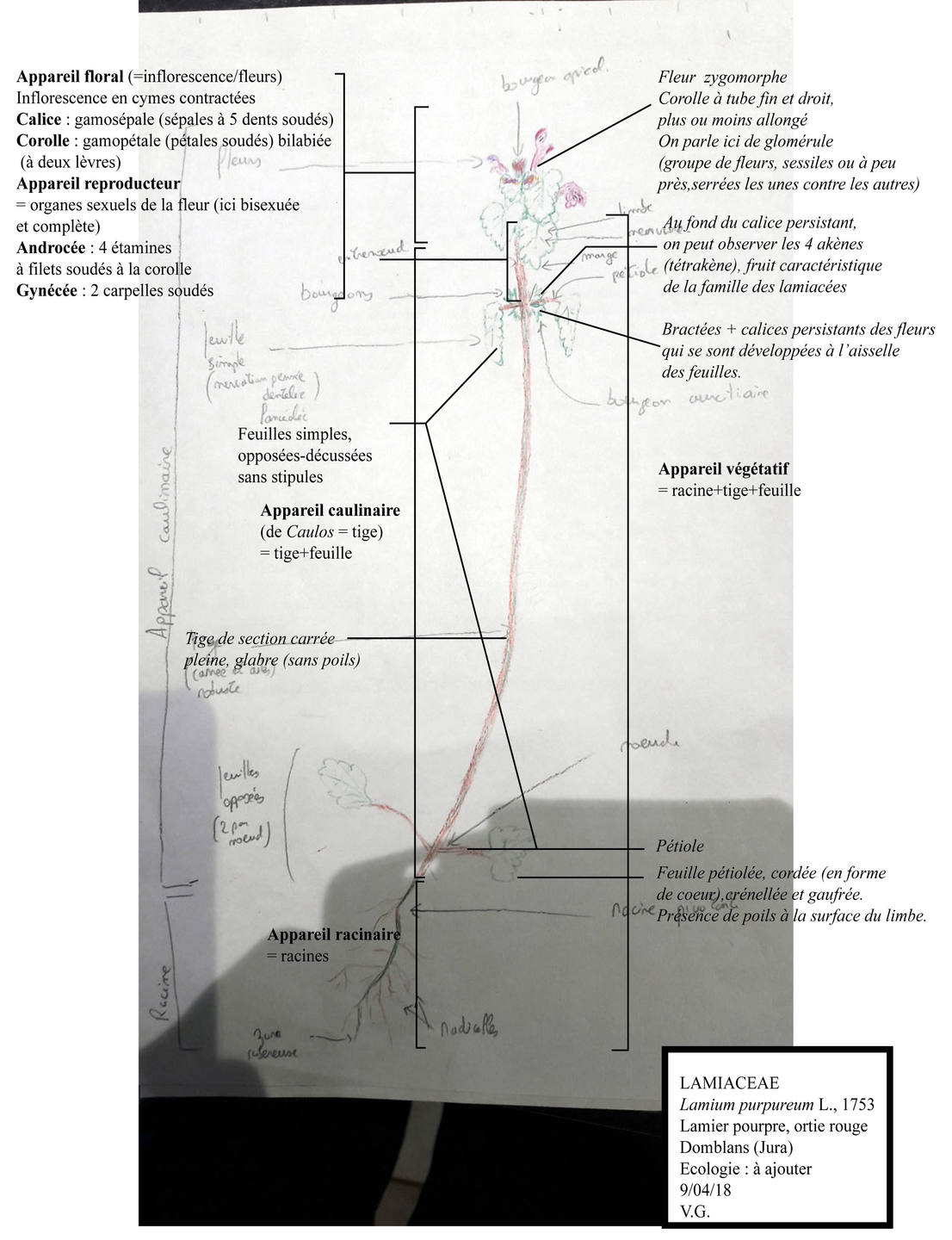 Annotation de croquis - Lamium purpureum