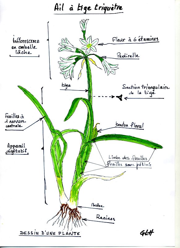 Ail triquètre : plante entière