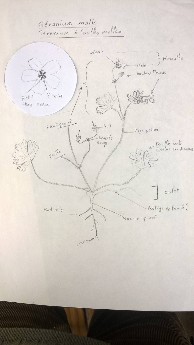 dessin Géranium molle
